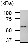 Immunoprecipitation - Anti-Tyrosyl tRNA synthetase/TyrRS antibody [YAR5H08] (AB50961)