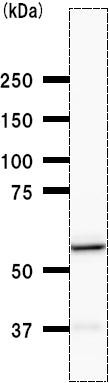 Western blot - Anti-Tyrosyl tRNA synthetase/TyrRS antibody [YAR5H08] (AB50961), expandable thumbnail