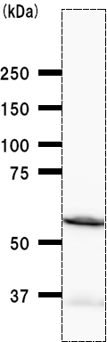 Western blot - Anti-Tyrosyl tRNA synthetase/TyrRS antibody [YAR5H08] (AB50961), expandable thumbnail