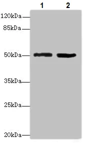 Western blot - Anti-TZFP/ZBTB32 antibody (AB235306)
