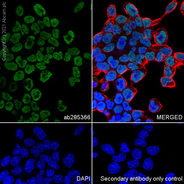 Immunocytochemistry/ Immunofluorescence - Anti-TZP antibody [EPR25998-35] - BSA and Azide free (AB285369)