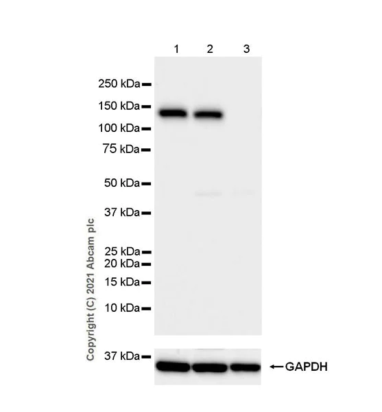 Western blot - Anti-TZP antibody [EPR25998-35] - BSA and Azide free (AB285369)