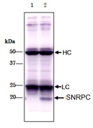 Immunoprecipitation - Anti-U1-C antibody [4H12] (AB122901)