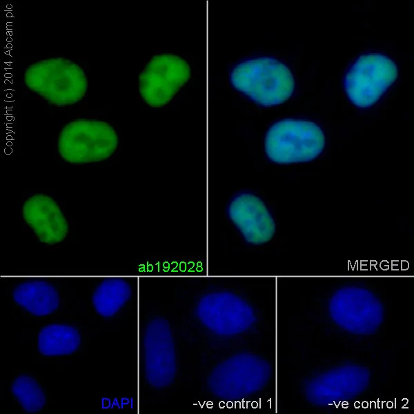 Immunocytochemistry/ Immunofluorescence - Anti-U1-C antibody [EPR16034] (AB192028)