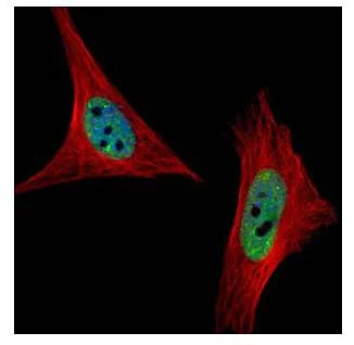 Immunocytochemistry/ Immunofluorescence - Anti-U1A antibody (AB155054)