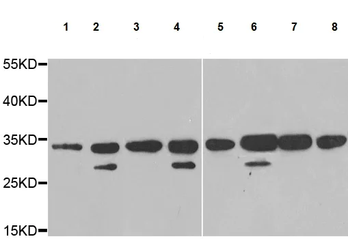 Western blot - Anti-U1A antibody (AB202140)