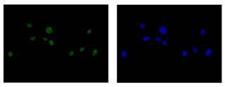 Anti-U2AF1L4 antibody [EPR14349]