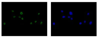Immunocytochemistry/ Immunofluorescence - Anti-U2AF1L4 antibody [EPR14349] - BSA and Azide free (AB250974)