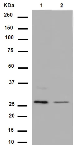 Western blot - Anti-U2AF1L4 antibody [EPR14349] - BSA and Azide free (AB250974)