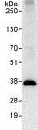 Immunoprecipitation - Anti-U2AF35/U2AF1 antibody (AB86305)