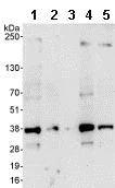 Western blot - Anti-U2AF35/U2AF1 antibody (AB86305)