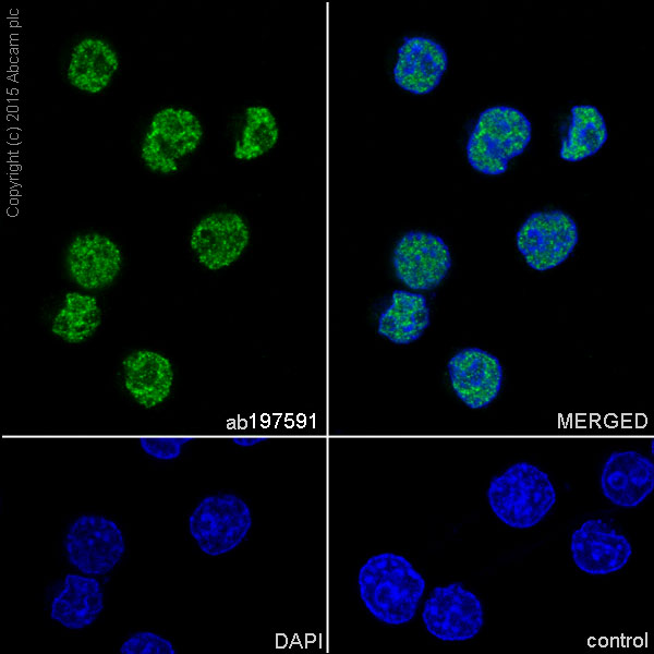 Immunocytochemistry/ Immunofluorescence - Anti-U2AF35/U2AF1 antibody [EPR12648(2)] - BSA and Azide free (ab251242), expandable thumbnail