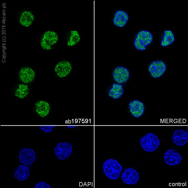 Immunocytochemistry/ Immunofluorescence - Anti-U2AF35/U2AF1 antibody [EPR12648(2)] - BSA and Azide free (AB251242)