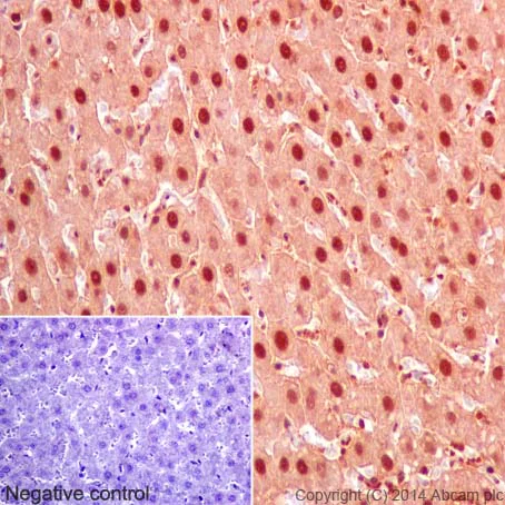 Immunohistochemistry (Formalin/PFA-fixed paraffin-embedded sections) - Anti-U2AF35/U2AF1 antibody [EPR12648(2)] - BSA and Azide free (AB251242)