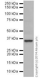 Western blot - Anti-U2AF35/U2AF1 antibody [EPR12648(2)] - BSA and Azide free (AB251242), expandable thumbnail