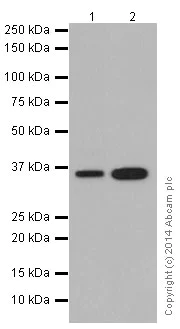 Western blot - Anti-U2AF35/U2AF1 antibody [EPR12648(2)] - BSA and Azide free (AB251242)