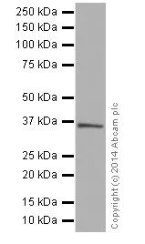 Western blot - Anti-U2AF35/U2AF1 antibody [EPR12648(2)] - BSA and Azide free (AB251242)