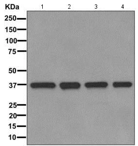 Western blot - Anti-U2AF35/U2AF1 antibody [EPR12649(B)] (AB172614)