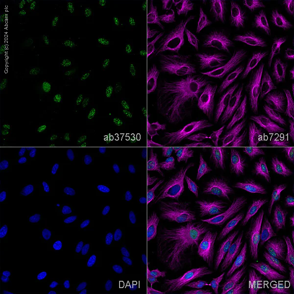 Immunocytochemistry/ Immunofluorescence - Anti-U2AF65 antibody (AB37530)