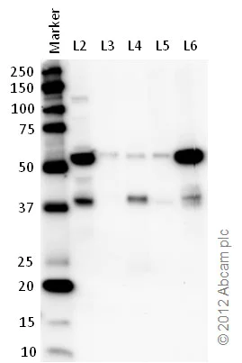Western blot - Anti-U2AF65 antibody (AB37530)