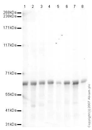 Western blot - Anti-U2AF65 antibody (AB37530)