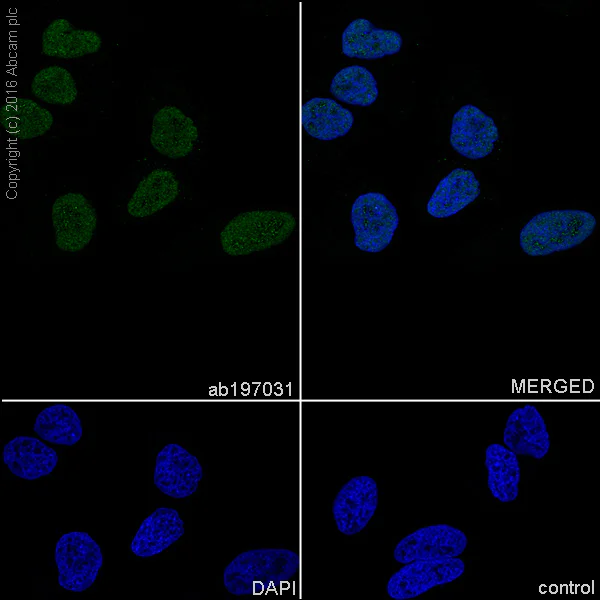 Immunocytochemistry/ Immunofluorescence - Anti-U2AF65 antibody [EPR17046] - BSA and Azide free (AB251237)