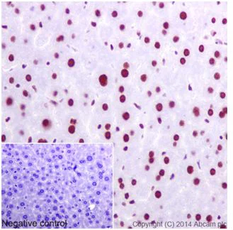 Immunohistochemistry (Formalin/PFA-fixed paraffin-embedded sections) - Anti-U2AF65 antibody [EPR17046] - BSA and Azide free (AB251237)
