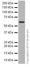 Western blot - Anti-U2AF65 antibody [EPR17046] - BSA and Azide free (AB251237)