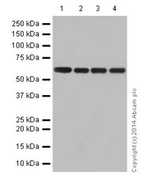 Western blot - Anti-U2AF65 antibody [EPR17046] - BSA and Azide free (AB251237)