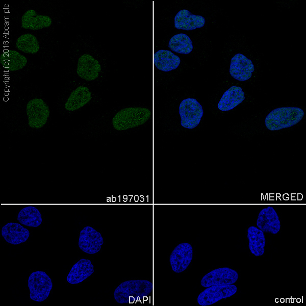 Immunocytochemistry/ Immunofluorescence - Anti-U2AF65 antibody [EPR17046] - C-terminal (AB197031), expandable thumbnail