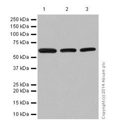 Western blot - Anti-U2AF65 antibody [EPR17046] - C-terminal (AB197031), expandable thumbnail