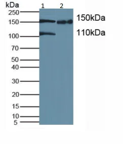 Western blot - Anti-UACA/Nucling antibody (AB233432)
