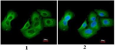 Immunocytochemistry/ Immunofluorescence - Anti-UAP1 antibody (AB95949)