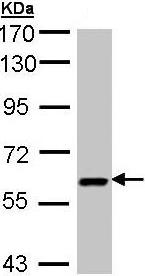 Western blot - Anti-UAP1 antibody (AB95949)