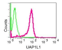 Flow Cytometry (Intracellular) - Anti-UAP1L1 antibody [EPR11586] (AB174855)