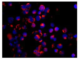 Immunocytochemistry/ Immunofluorescence - Anti-UAP1L1 antibody [EPR11586] (AB174855)