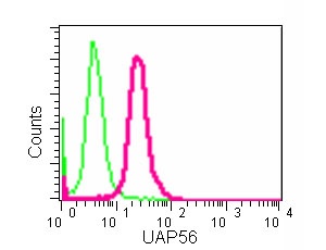 Flow Cytometry (Intracellular) - Anti-UAP56 antibody [EPR13144-62] (AB181061)