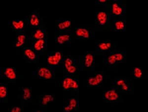 Immunocytochemistry/ Immunofluorescence - Anti-UAP56 antibody [EPR13144-62] - BSA and Azide free (AB250318)