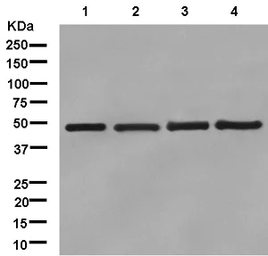 Western blot - Anti-UAP56 antibody [EPR13144-62] - BSA and Azide free (AB250318)