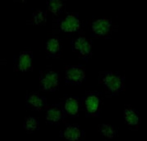Immunocytochemistry/ Immunofluorescence - Anti-UAP56 antibody [EPR13144] (AB181059), expandable thumbnail