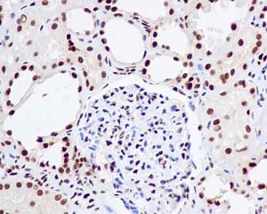Immunohistochemistry (Formalin/PFA-fixed paraffin-embedded sections) - Anti-UAP56 antibody [EPR13144] (AB181059), expandable thumbnail