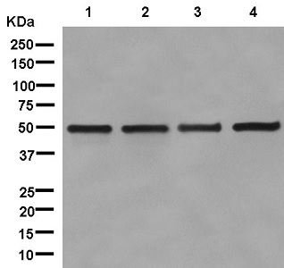 Western blot - Anti-UAP56 antibody [EPR13144] (AB181059), expandable thumbnail
