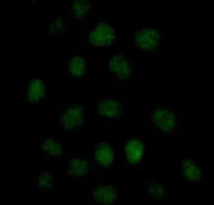 Immunocytochemistry/ Immunofluorescence - Anti-UAP56 antibody [EPR13144] - BSA and Azide free (AB250316)