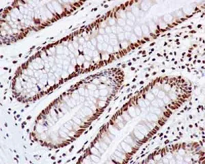 Immunohistochemistry (Formalin/PFA-fixed paraffin-embedded sections) - Anti-UAP56 antibody [EPR13144] - BSA and Azide free (AB250316)