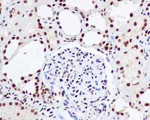 Immunohistochemistry (Formalin/PFA-fixed paraffin-embedded sections) - Anti-UAP56 antibody [EPR13144] - BSA and Azide free (AB250316)