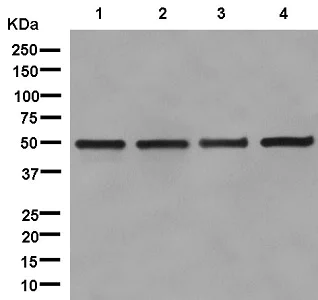 Western blot - Anti-UAP56 antibody [EPR13144] - BSA and Azide free (AB250316)