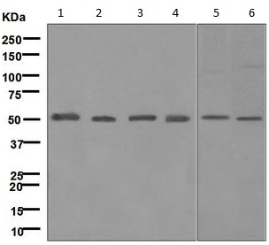 Western blot - Anti-UBA3 antibody [MILR42872] (AB124728)