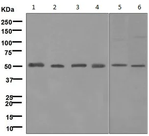 Western blot - Anti-UBA3 antibody [MILR42872] - BSA and Azide free (AB247984)