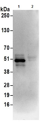 Immunoprecipitation - Anti-UBA5 antibody (AB177507)