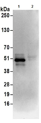 Immunoprecipitation - Anti-UBA5 antibody (AB177507)